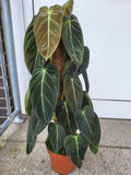 Philodendron Melanochrysum groß