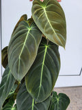 Philodendron Melanochrysum groß