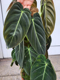 Philodendron Melanochrysum groß