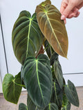 Philodendron Melanochrysum groß