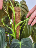 Philodendron Melanochrysum groß