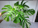 Monstera Variegata Adult