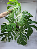 Monstera Variegata Adult