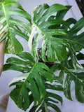 Monstera Variegata Adult