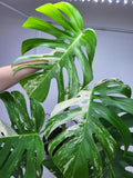 Monstera Variegata Adult