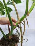 Monstera Variegata Adult