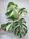 Monstera Variegata Adult