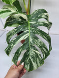 Monstera Variegata Adult