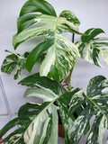 Monstera Variegata Adult