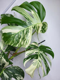 Monstera Variegata Adult