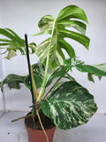 Monstera Variegata Adult