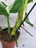 Monstera Variegata Adult