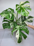 Monstera Variegata Adult