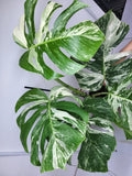 Monstera Variegata Adult