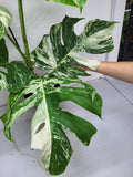 Monstera Variegata Adult