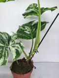 Monstera Variegata Adult