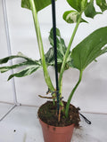 Monstera Variegata Adult