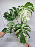 Monstera Variegata Adult