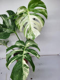 Monstera Variegata Adult