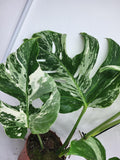 Monstera Variegata Adult