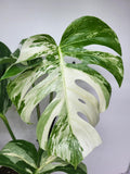 Monstera Variegata Adult