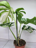 Monstera Variegata Adult