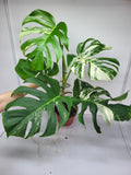 Monstera Variegata Adult