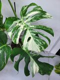 Monstera Variegata Adult