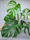 Monstera Variegata Adult