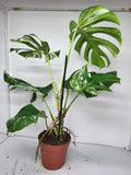 Monstera Variegata Adult