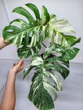 Monstera Variegata Adult