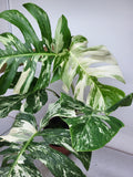 Monstera Variegata Adult