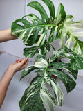 Monstera Variegata Adult