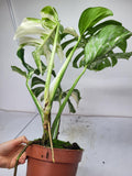 Monstera Variegata Adult