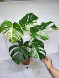 Monstera Variegata Adult