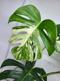 Monstera Variegata Adult