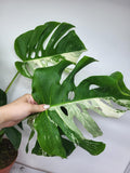 Monstera Variegata Adult