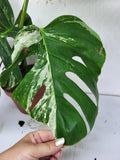 Monstera Variegata Adult