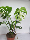 Monstera Variegata Adult