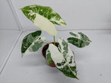 Alocasia Frydek Variegata