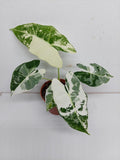 Alocasia Frydek Variegata