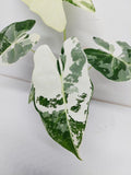 Alocasia Frydek Variegata