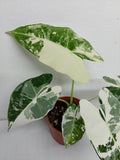 Alocasia Frydek Variegata