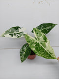 Alocasia Frydek Variegata