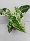 Alocasia Frydek Variegata