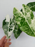 Alocasia Frydek Variegata