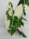 Alocasia Frydek Variegata