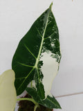 Alocasia Frydek Variegata