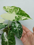 Alocasia Frydek Variegata