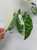 Alocasia Frydek Variegata